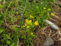 Ranunculus marginatus