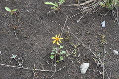 Packera heterophylla