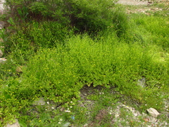 Ranunculus marginatus