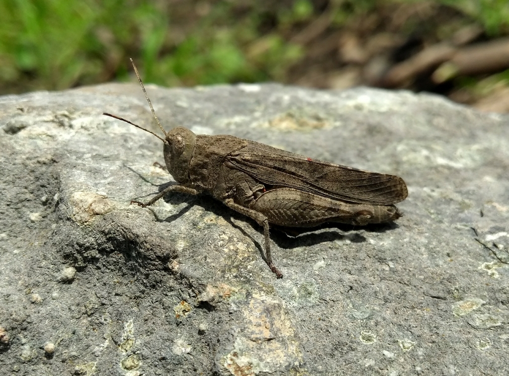 Leuronotina orizabae