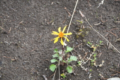 Packera heterophylla