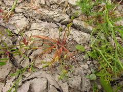 Juncus ranarius