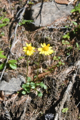 Packera heterophylla