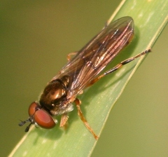 Platycheirus quadratus