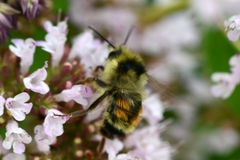 Bombus vancouverensis vancouverensis