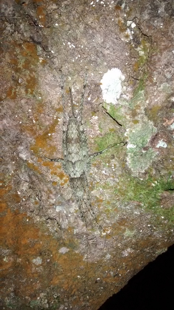 Homalaspidia