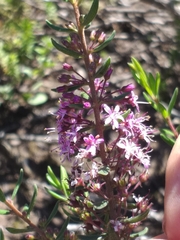 Agathosma microcarpa