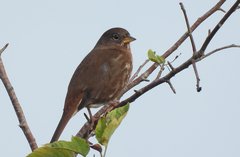 Passerella iliaca annectens