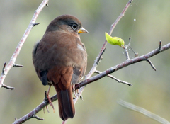 Passerella iliaca annectens