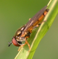 Platycheirus quadratus