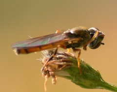 Platycheirus quadratus