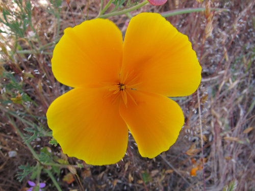 iNaturalist observation photo of California poppy