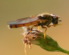 Platycheirus quadratus