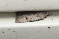 Caradrina rebeli