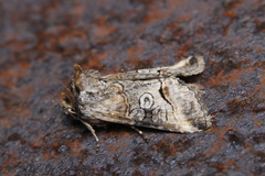 Abrostola canariensis