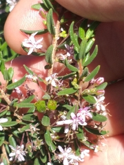 Agathosma microcarpa