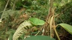 Toxorhynchites theobaldi