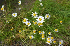 Tripleurospermum hookeri