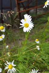 Tripleurospermum hookeri