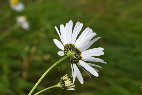 Tripleurospermum hookeri