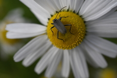 Tripleurospermum hookeri