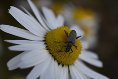 Tripleurospermum hookeri