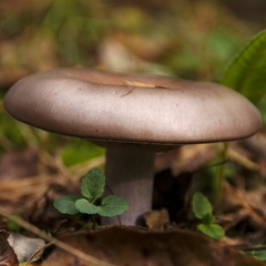 Agaricales