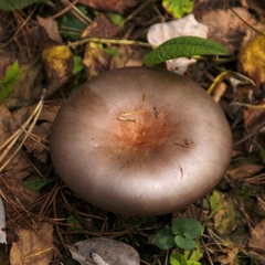 Agaricales