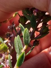 Agathosma microcarpa