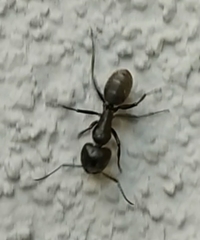Camponotus