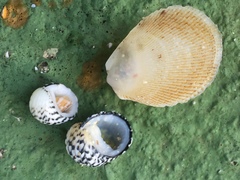 Nerita tessellata