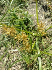 Cyperus esculentus leptostachyus