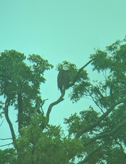 Haliaeetus leucocephalus leucocephalus