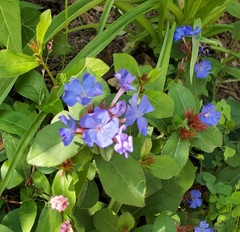 Ceratostigma