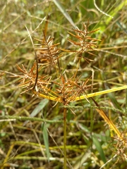 Cyperus esculentus leptostachyus
