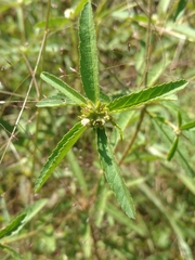 Croton glandulosus septentrionalis
