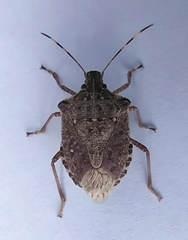 Halyomorpha halys