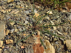 Andrachne telephioides