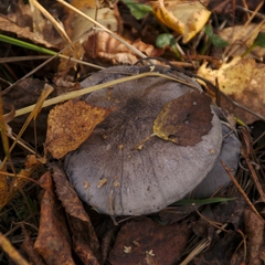 Agaricales