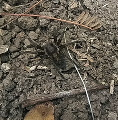 Asthenoctenus borellii