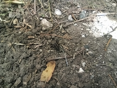 Asthenoctenus borellii