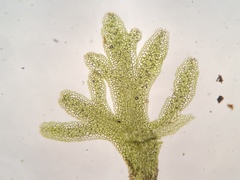 Riccardia multifida