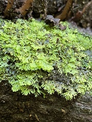Riccardia multifida