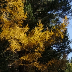 Larix sibirica