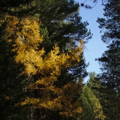 Larix sibirica