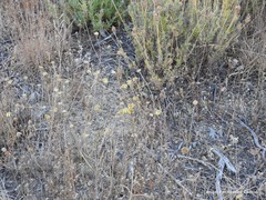 Lavandula pedunculata