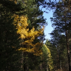 Larix sibirica