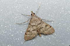 Dolicharthria daralis