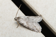Gerarctia poliotis