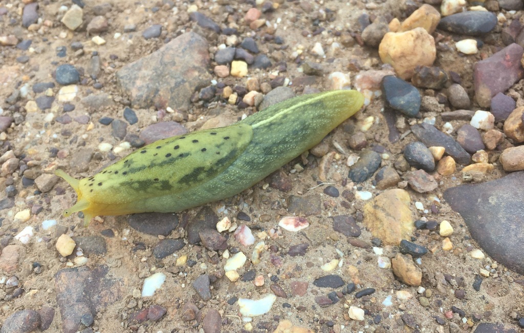 Stimulator Capeslugs
